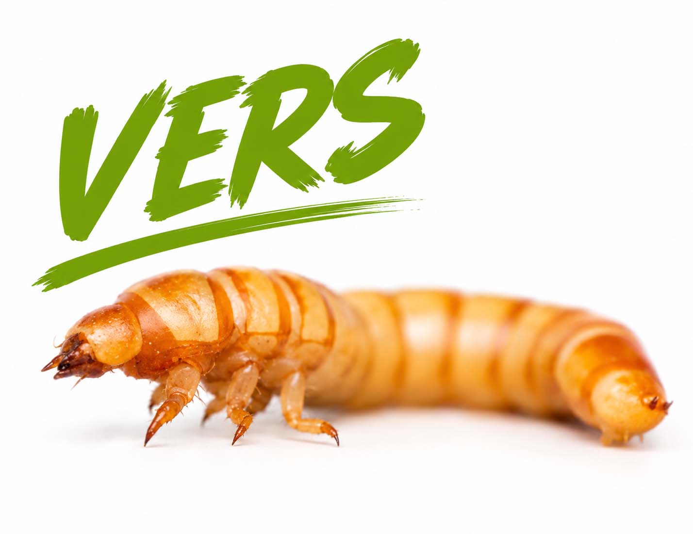 Vers nourriciers